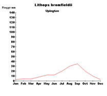 Lithops bromfieldii upington